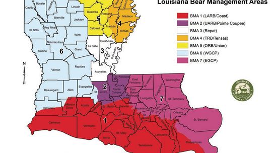 Bear hunt lottery will begin on July 28