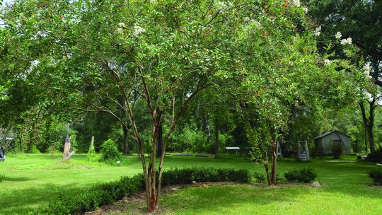 Cercospora leaf spot: A common culprit in Louisiana gardens