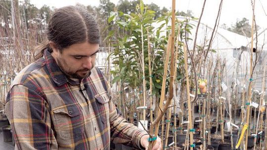 Pruning boosts health and productivity of trees