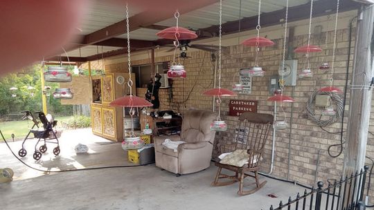 Richland man strives to save hummingbirds