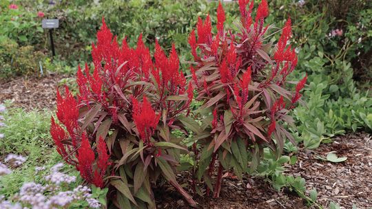 Summer heat is no problem for Dragon’s Breath