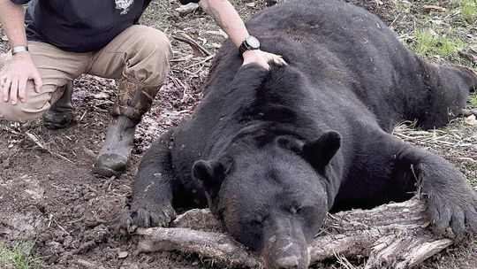 Veteran harvests 696 pound black bear while hunting on Osceola Plantation