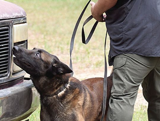 Richland canine officer certified during training
