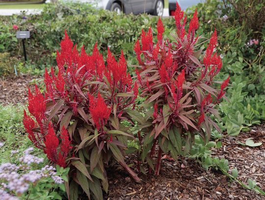 Summer heat is no problem for Dragon’s Breath