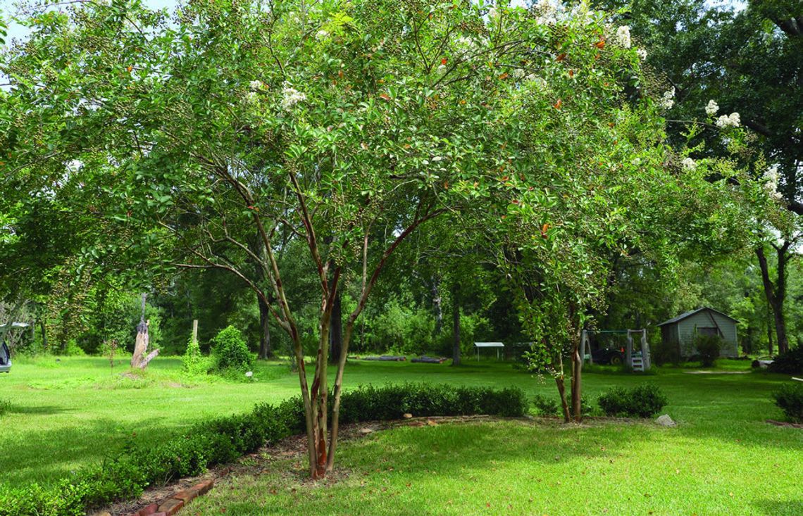 Cercospora leaf spot: A common culprit in Louisiana gardens