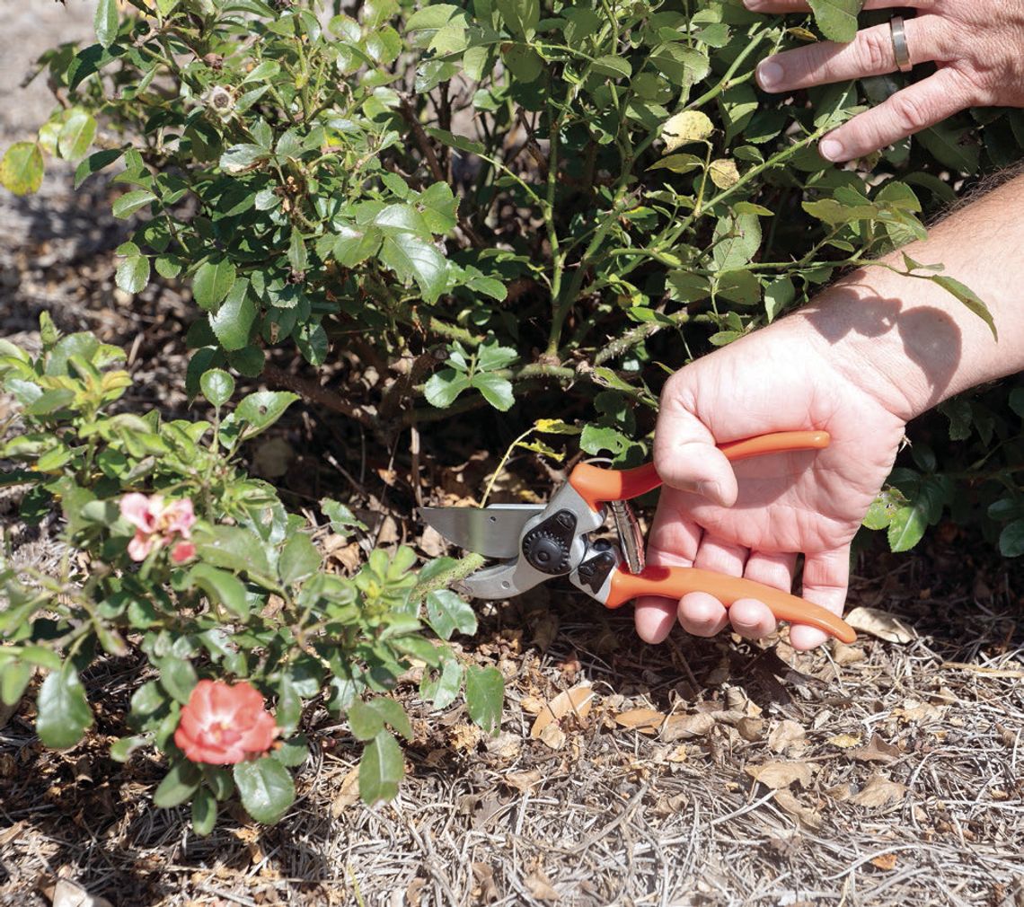 Checklist offers ideas to prepare for autumn