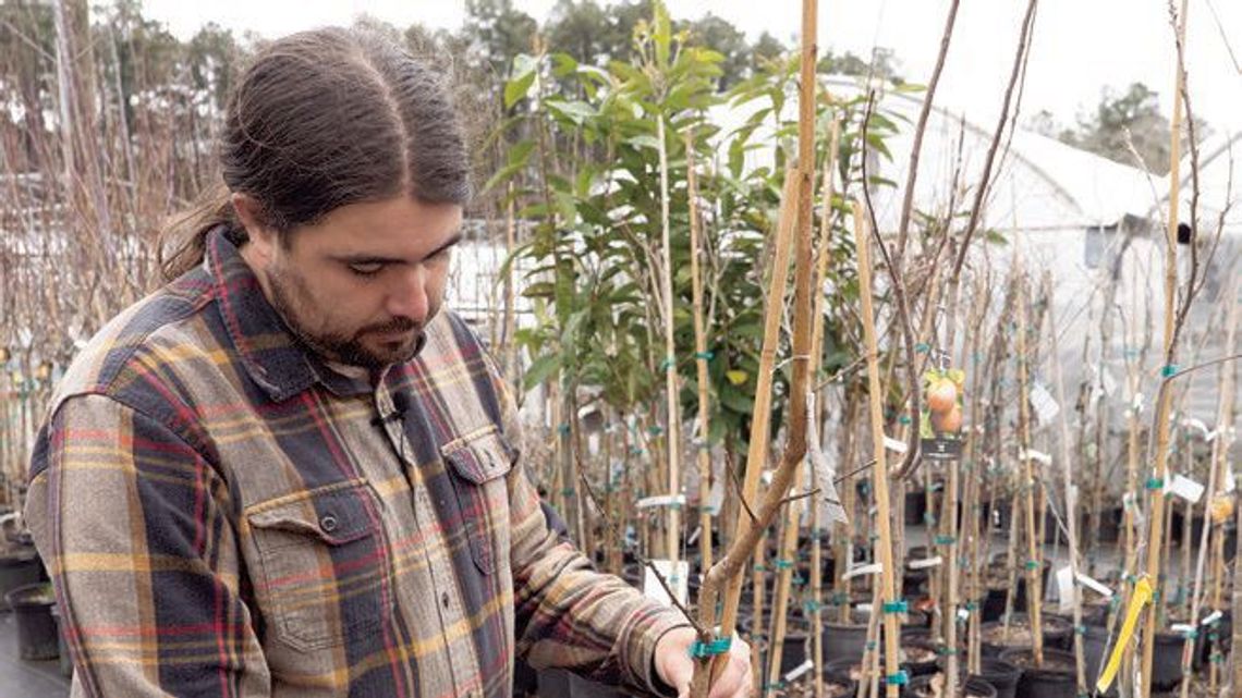 Pruning boosts health and productivity of trees