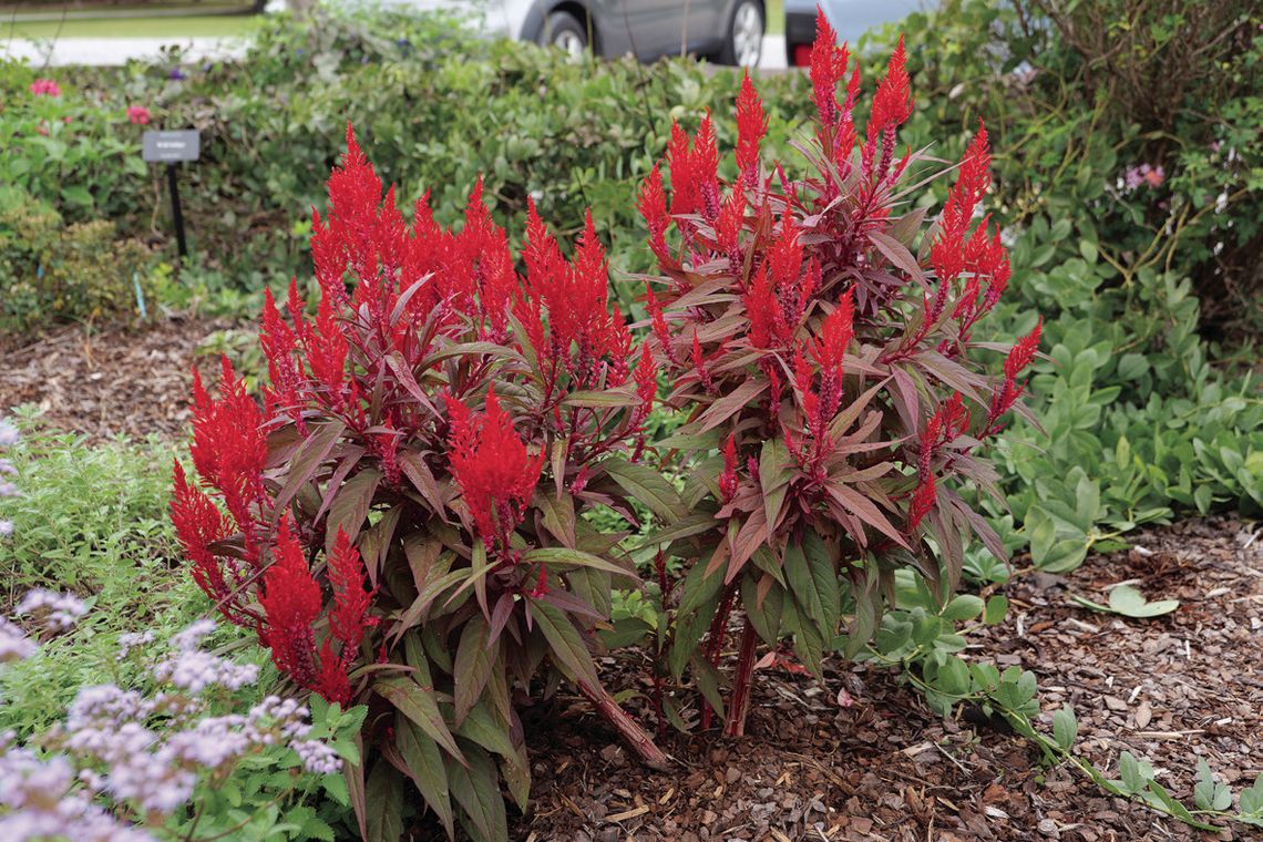 Summer heat is no problem for Dragon’s Breath